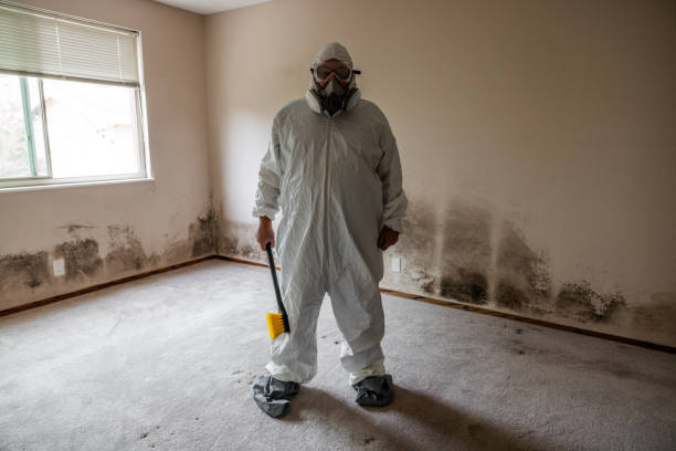 Trusted Louisville, CO Mold Removal Experts